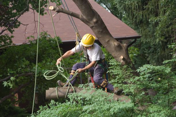 How Our Tree Care Process Works  in  Gloucester City, NJ